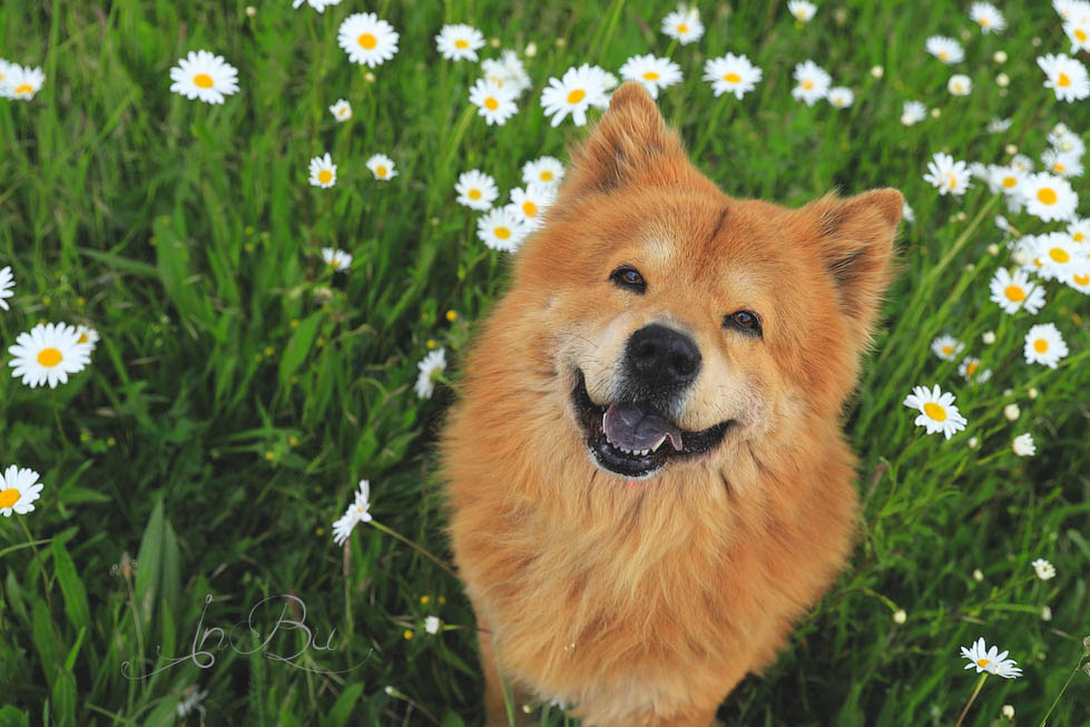 Blümchen Hund