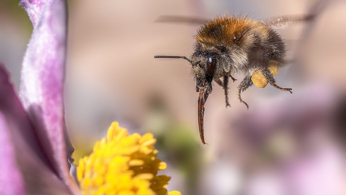 "Blümchen ich komme ... "