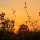 Blümchen im Abendlicht