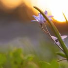 Blümchen im Abendlicht