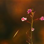 Blümchen im Abendlicht