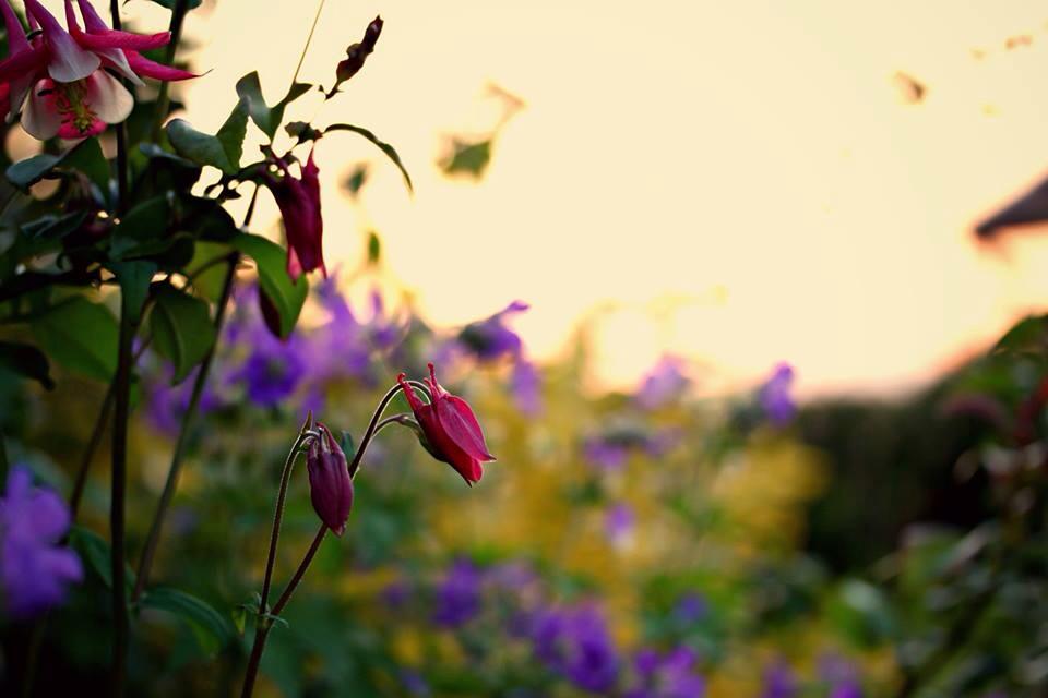 Blümchen im Abendlicht