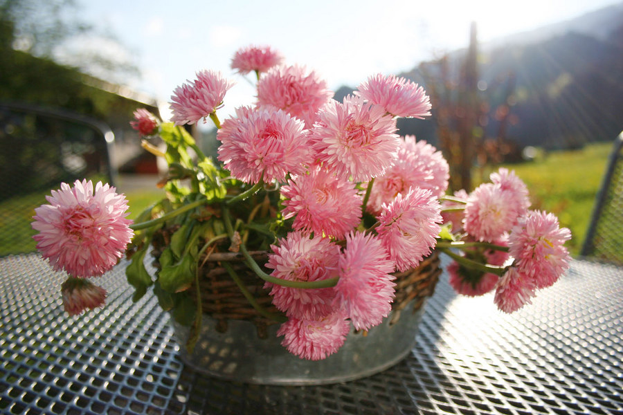 Blümchen im Allgäu