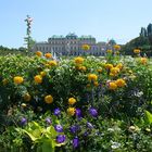 Blümchen im Belvedere