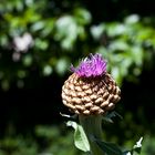 Blümchen im Dreierpack