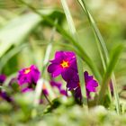 Blümchen im eigenen Hof 4