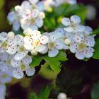 Blümchen im Feeeld.