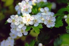 Blümchen im Feeeld.