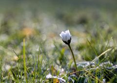 Blümchen im Frost