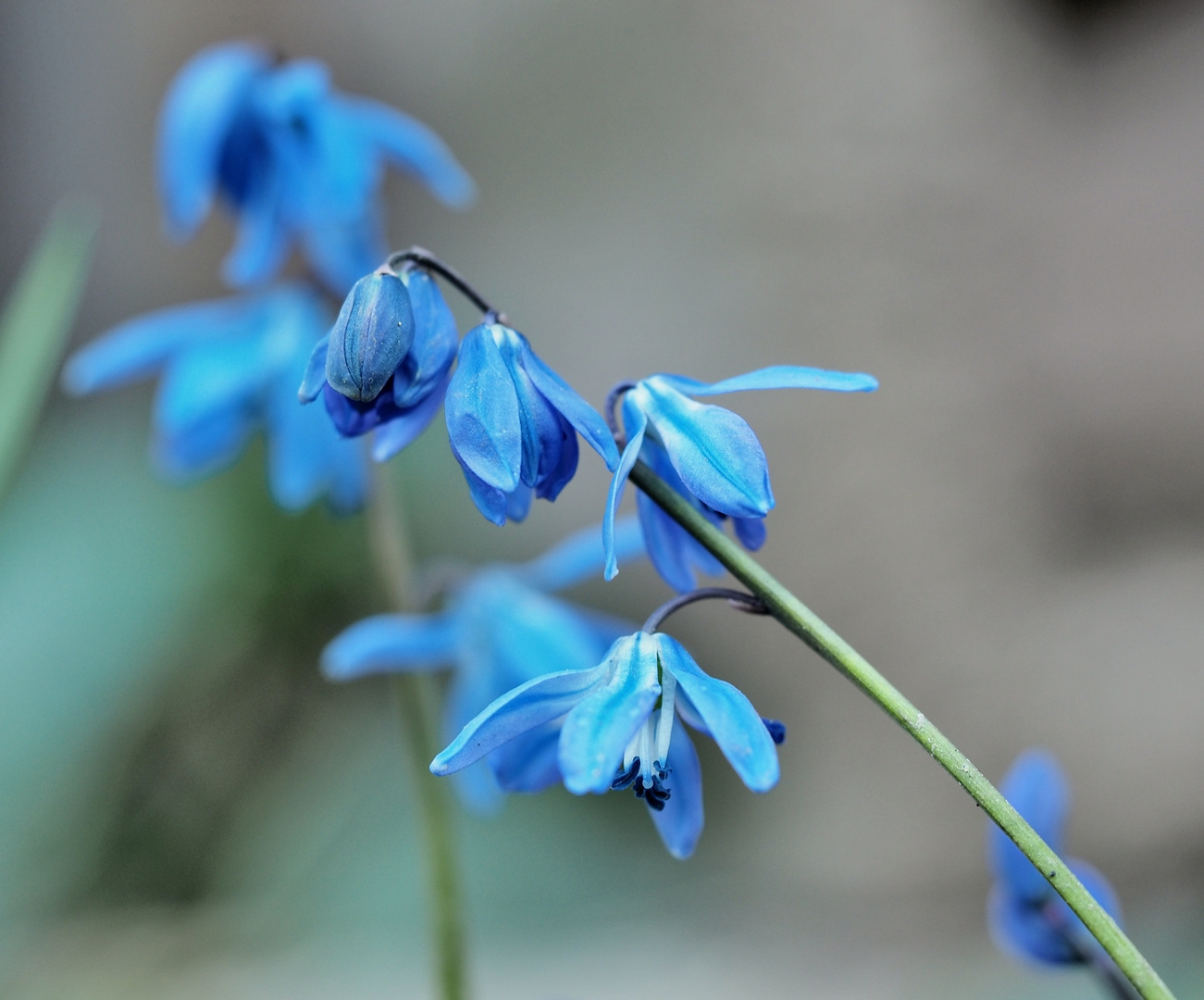 Blümchen im Frost