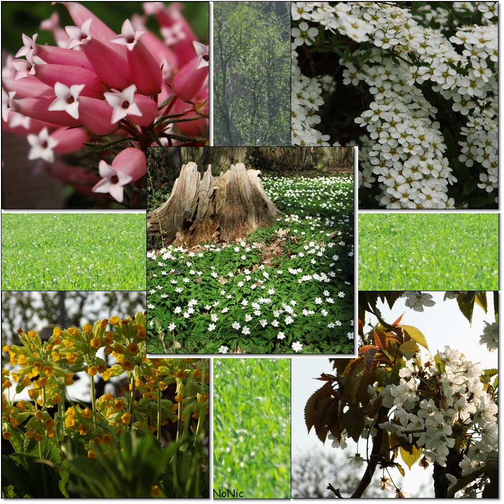 blümchen im frühling 2013