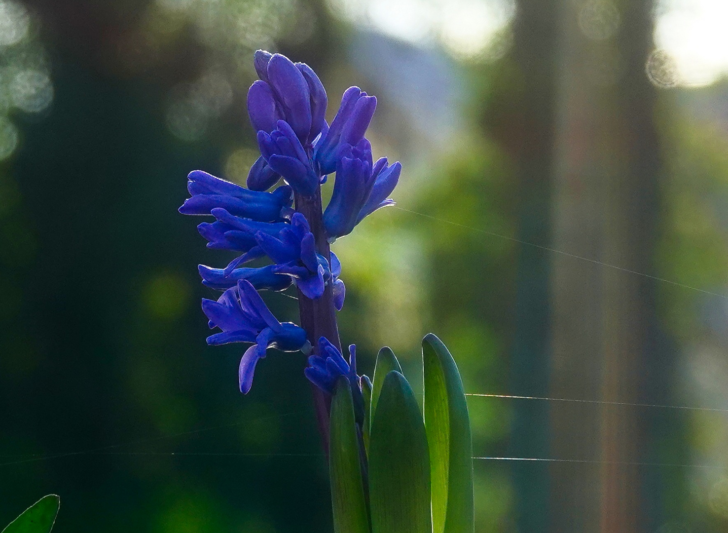 Blümchen im Frühling 