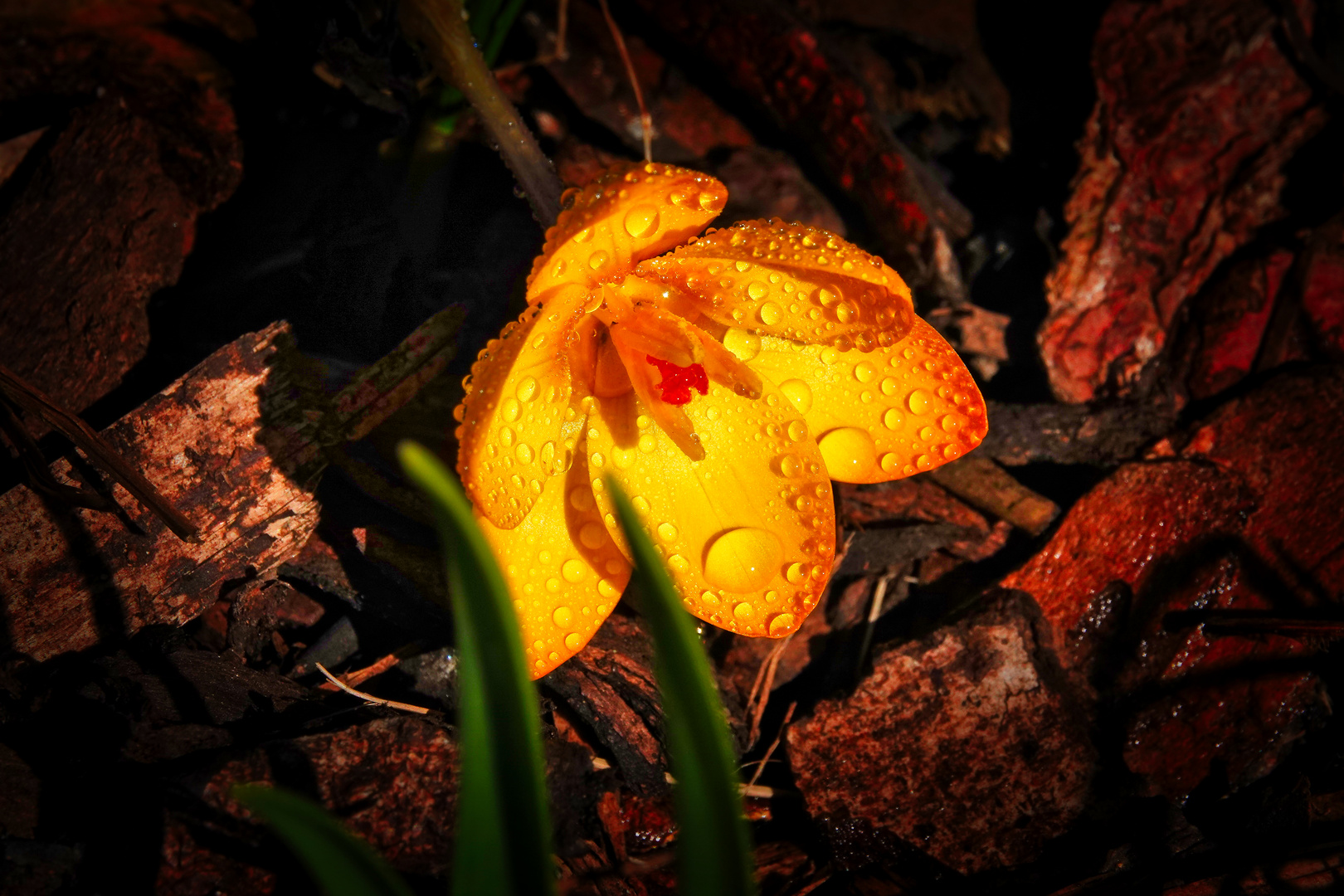 Blümchen im Garten 