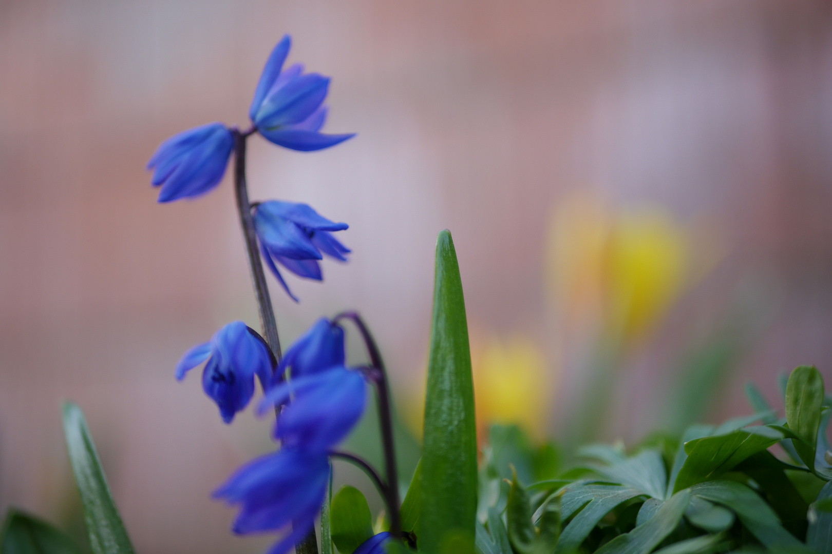 Blümchen im Garten