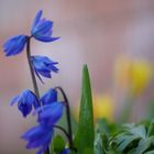 Blümchen im Garten