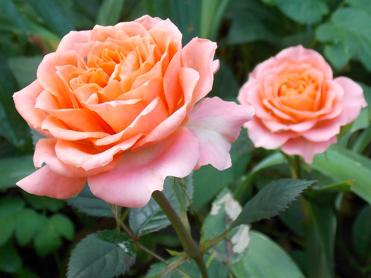 Blümchen im Garten