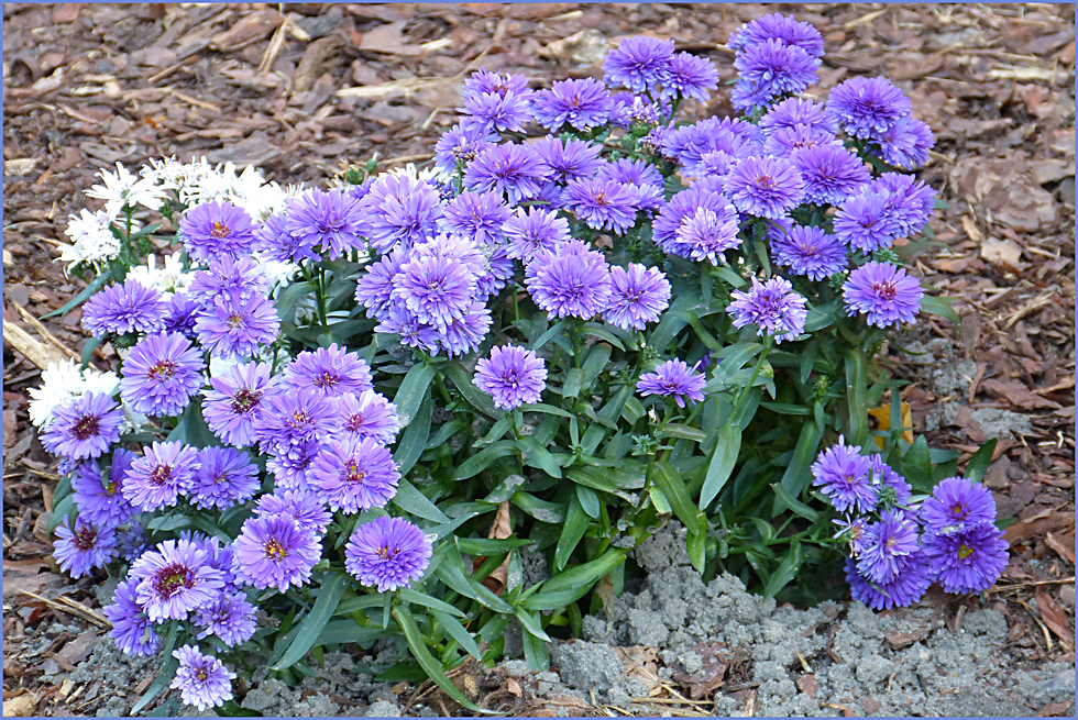 Blümchen im Garten