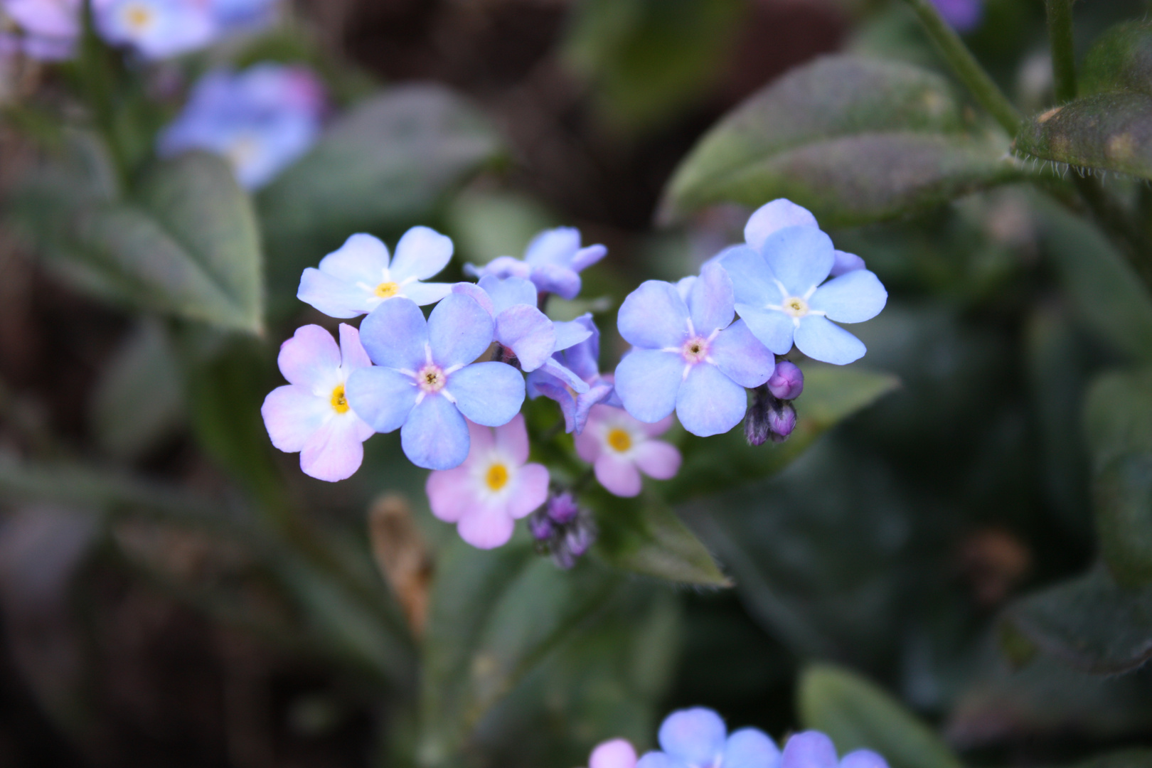 Blümchen im Garten