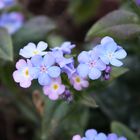 Blümchen im Garten