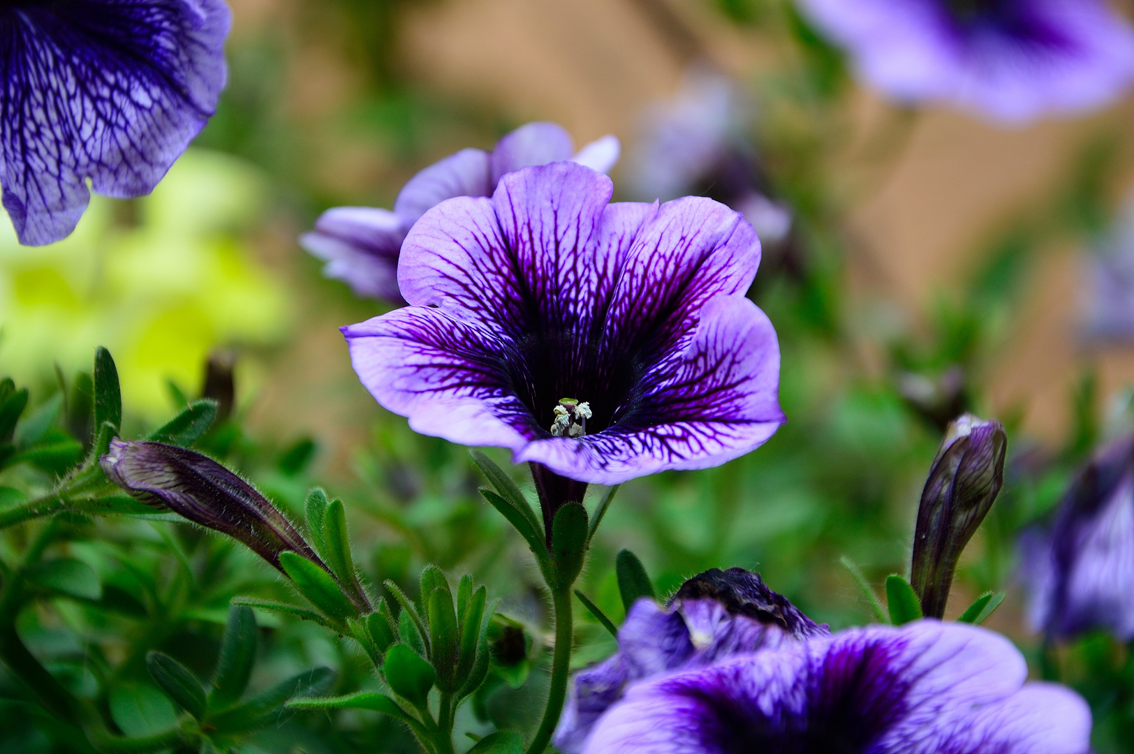 Blümchen im Garten Foto & Bild diverse Bilder auf