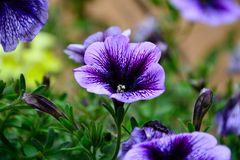 Blümchen im Garten