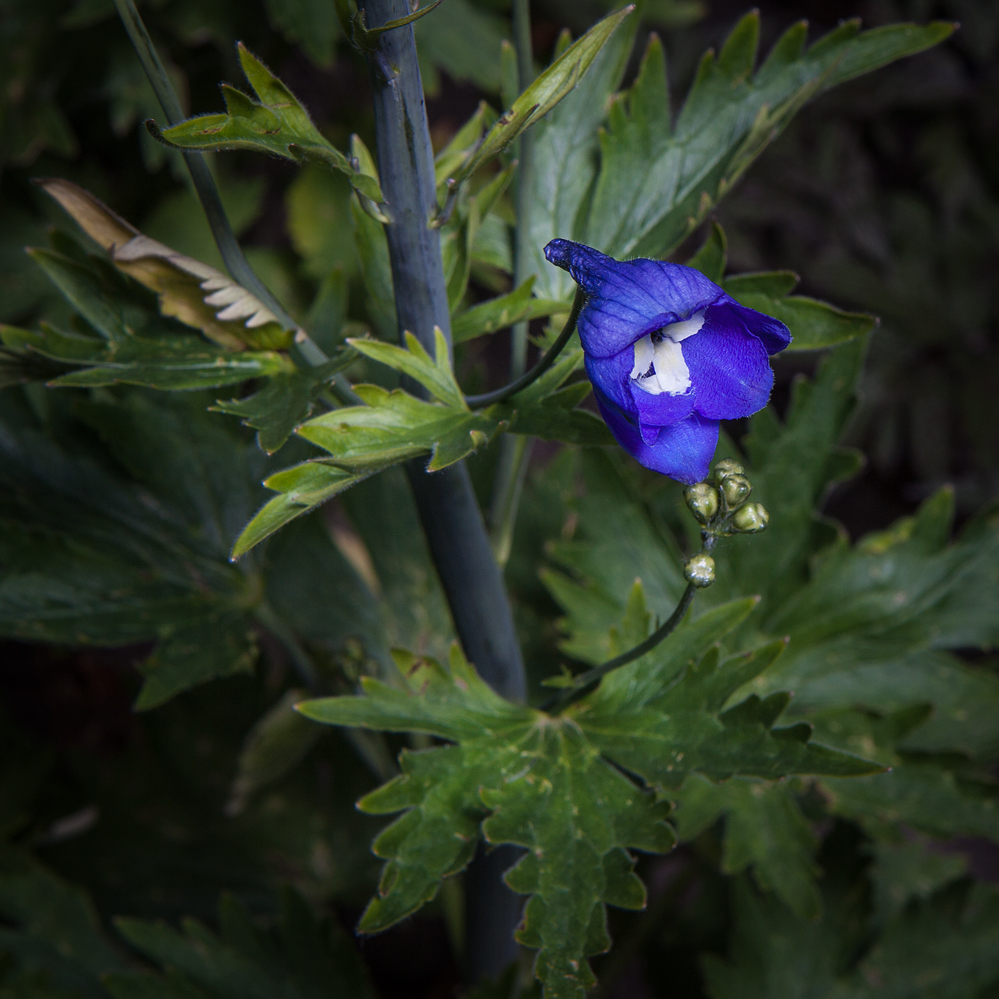 Blümchen im Garten