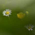 Blümchen im Garten