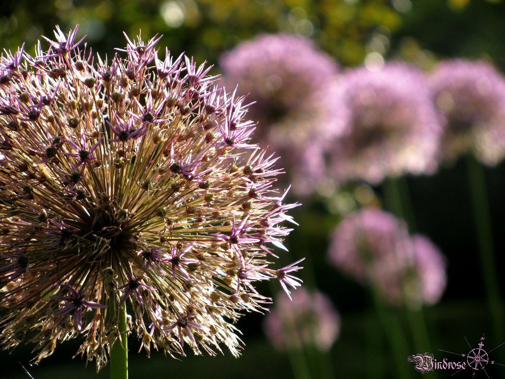 Blümchen im Gegenlicht