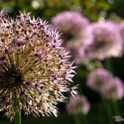 Blümchen im Gegenlicht