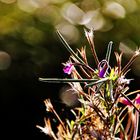 Blümchen im Gegenlicht