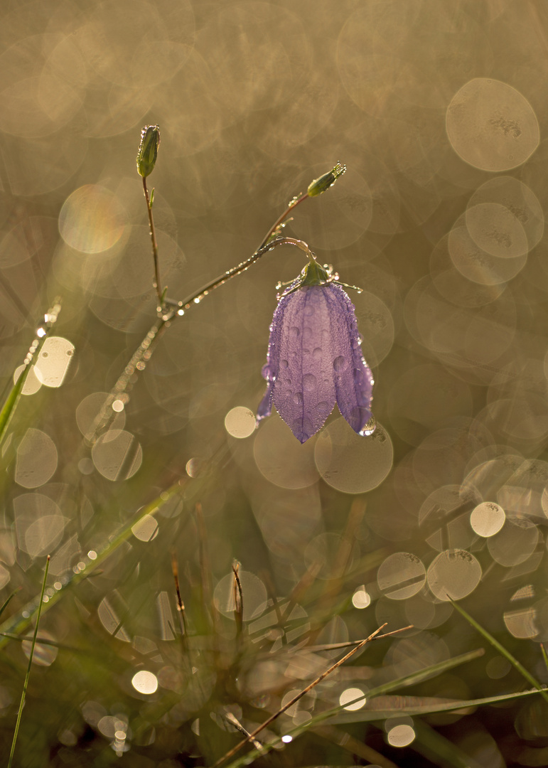 Blümchen im Glitzermeer