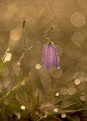 Blümchen im Glitzermeer