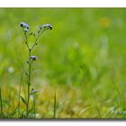 Blümchen im Grünen