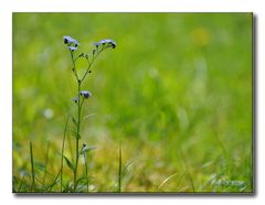 Blümchen im Grünen