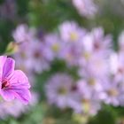 Blümchen im Herbst