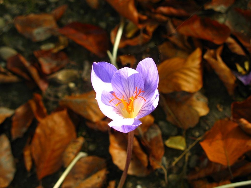 Blümchen im Herbst