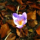 Blümchen im Herbst