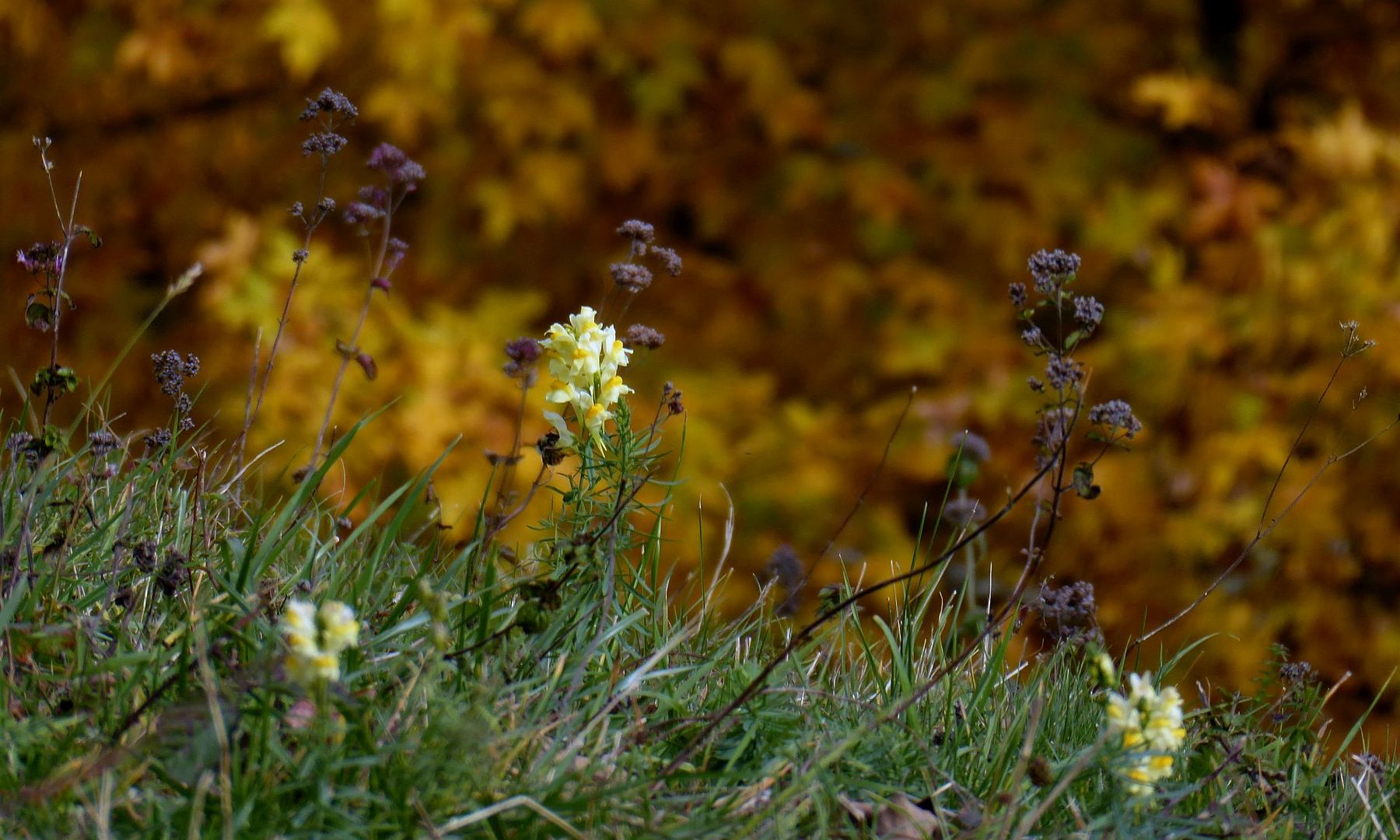 Blümchen im Herbst