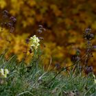 Blümchen im Herbst