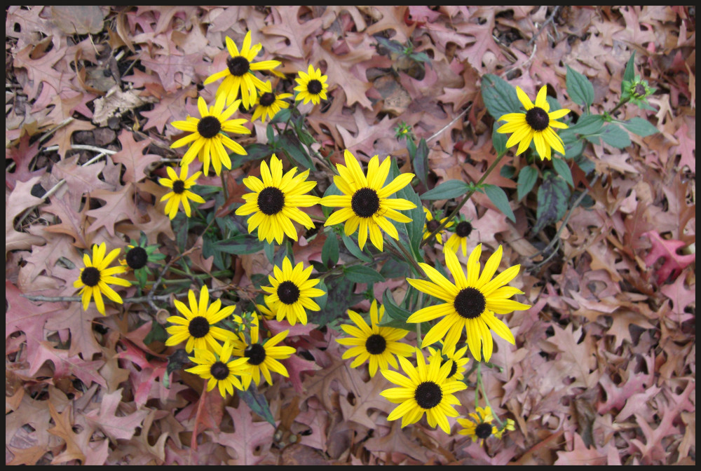 Blümchen im Herbst