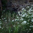 Blümchen im Hinterhof (IV)