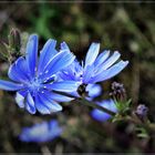 Blümchen im Hinterhof (V)