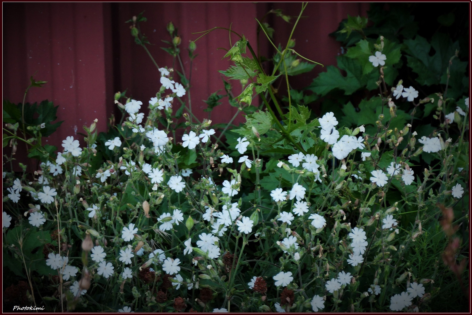 Blümchen im Hinterhof (VI)