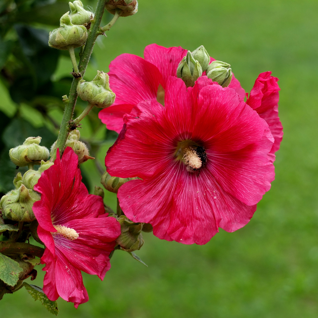 Blümchen im Hof