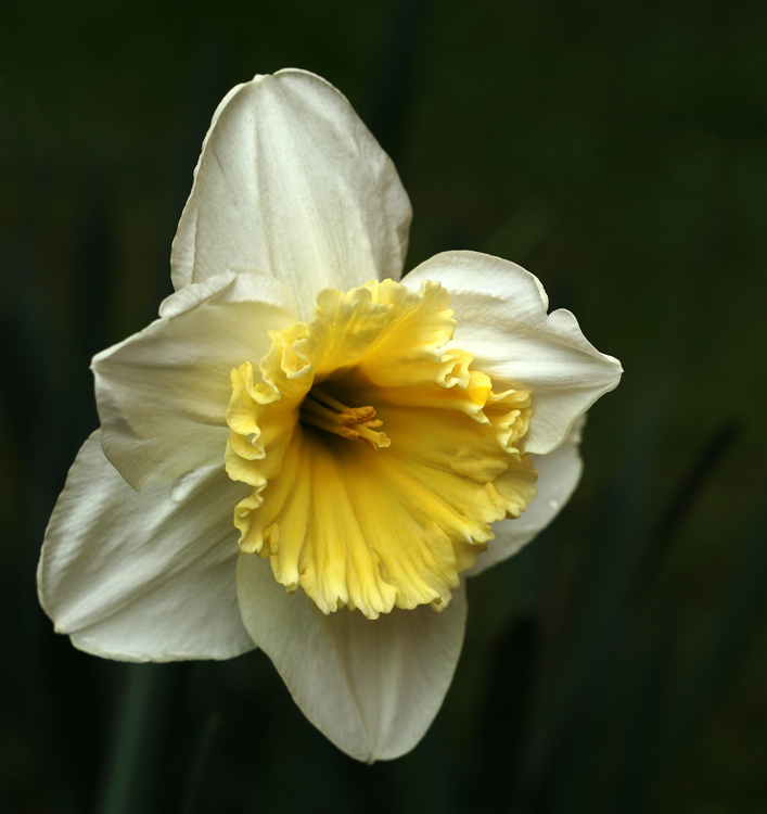 Blümchen im Hof