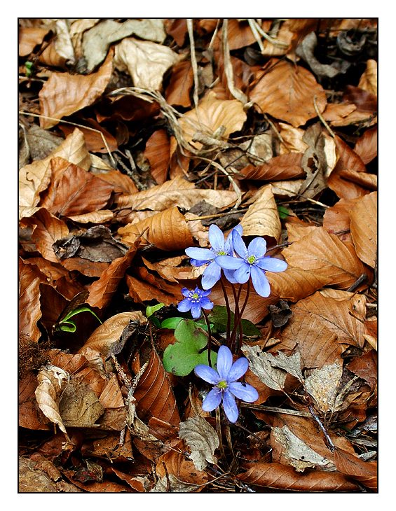 Blümchen im Laub