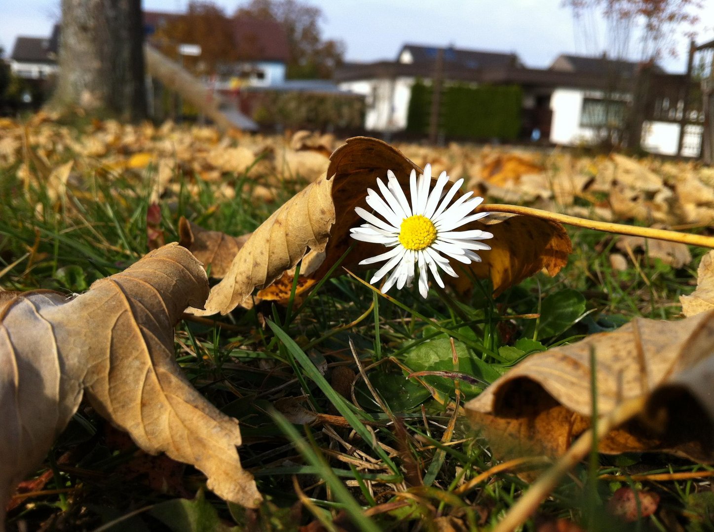 Blümchen im Laub