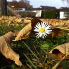 Blümchen im Laub