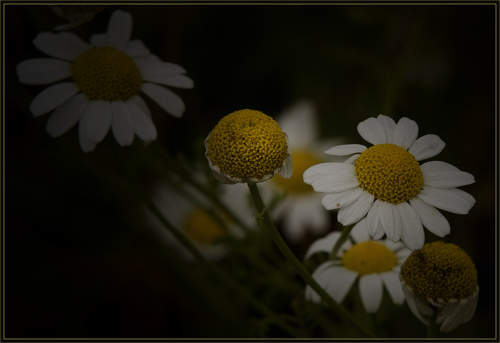 Blümchen im Licht