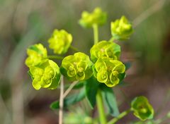 Blümchen im Makroformat